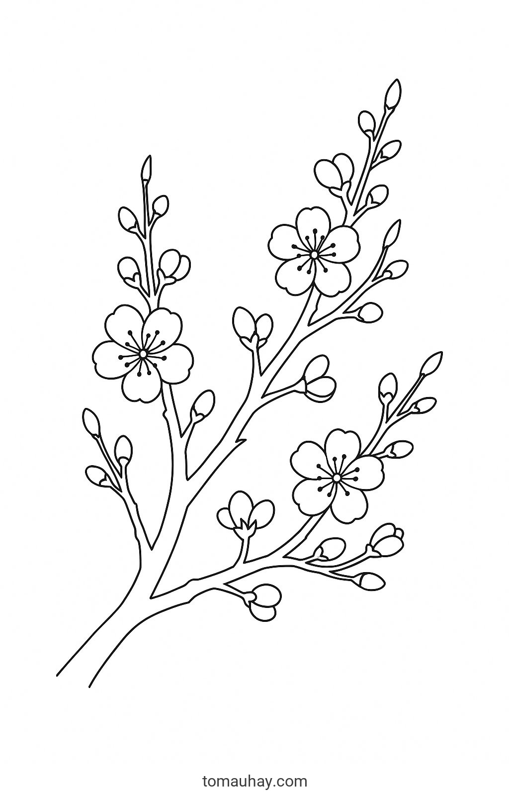 Tranh tô màu ngày Tết Nguyên Đán cho bé 2026 đẹp nhất - Tranh tô màu Cây đào xuân