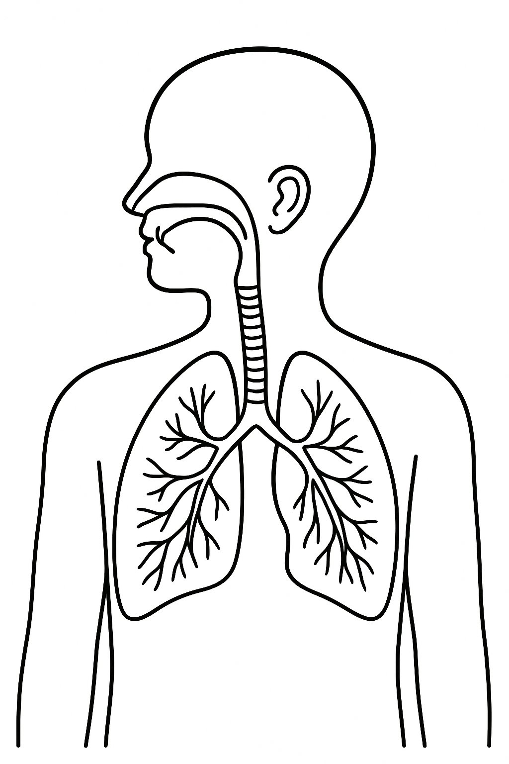 Tranh Tô Màu Các Bộ Phận Trên Cơ Thể Cho Bé Năm 2025