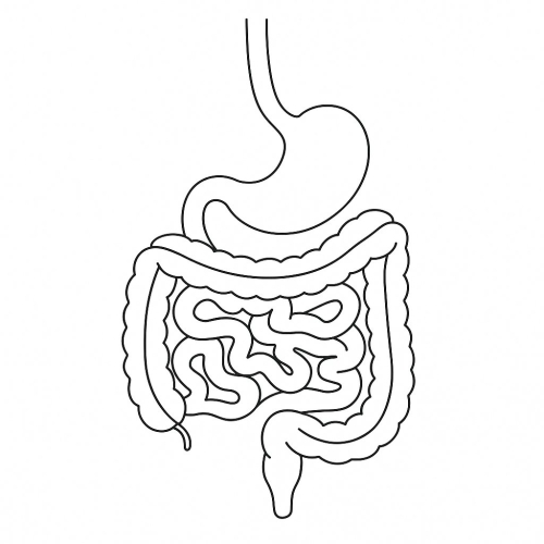Tranh Tô Màu Các Bộ Phận Trên Cơ Thể Cho Bé Năm 2025