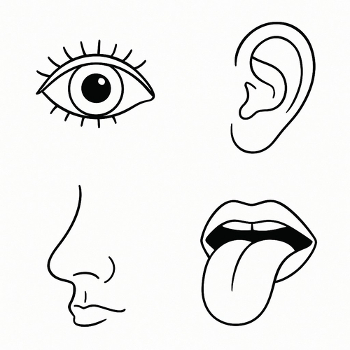 Tranh Tô Màu Các Bộ Phận Trên Cơ Thể Cho Bé Năm 2025