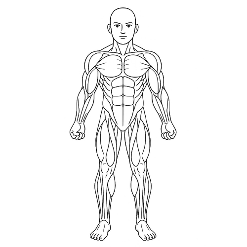 Tranh Tô Màu Các Bộ Phận Trên Cơ Thể Cho Bé Năm 2025