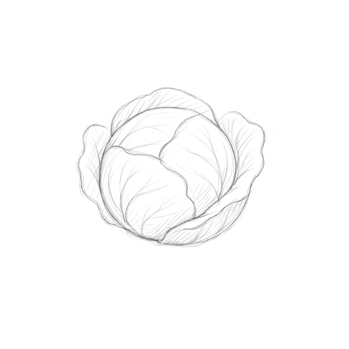 Tô màu bắp cải cho bé 2025 - Tranh &amp; PDF miễn phí