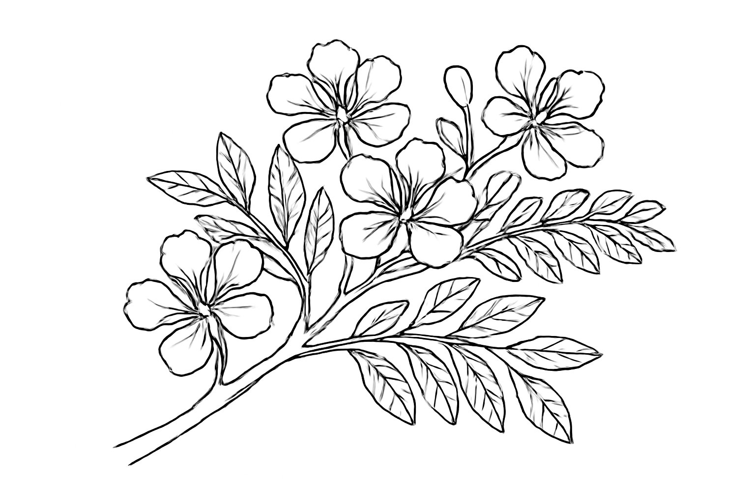 Tranh tô màu hoa phượng cho bé đẹp sáng tạo 2025