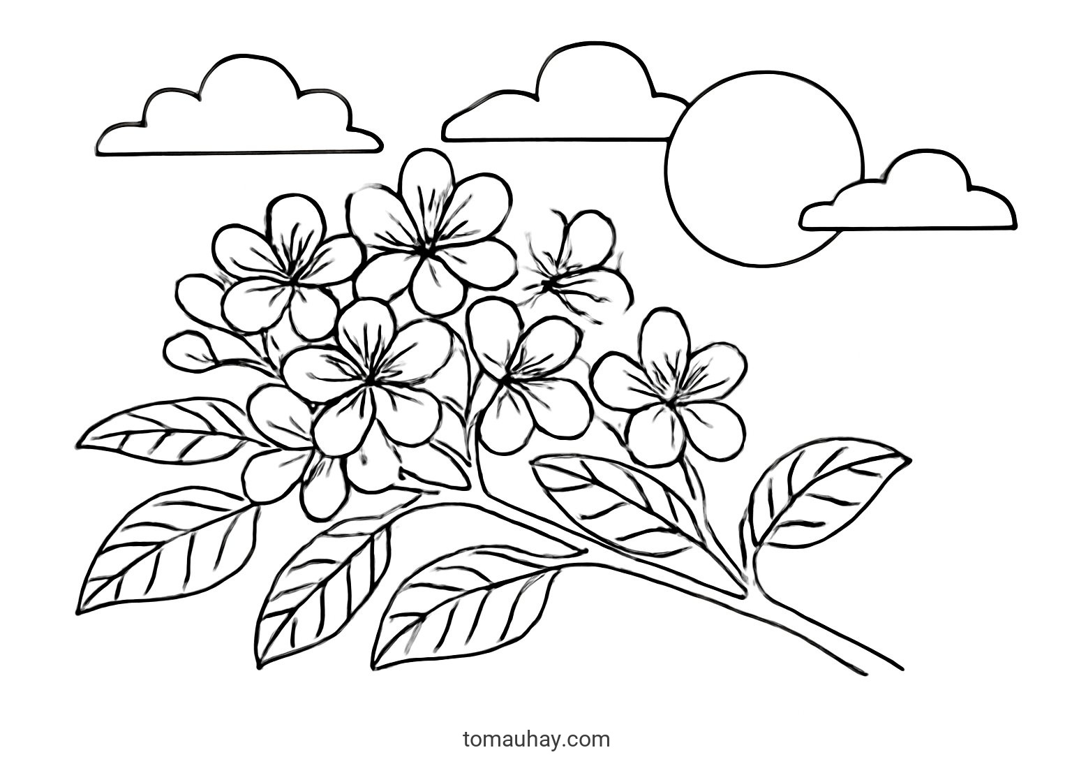 Tranh tô màu hoa phượng cho bé đẹp sáng tạo 2026 - Phong cách mùa hè