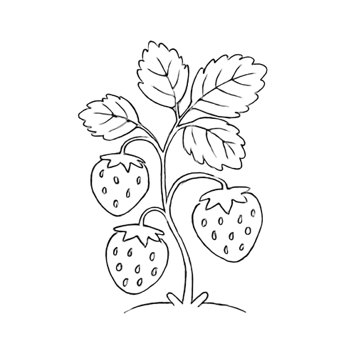 Tranh tô màu cây ăn quả 2025 – PDF cho bé