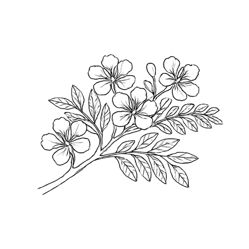 Tranh tô màu hoa phượng cho bé đẹp sáng tạo 2025