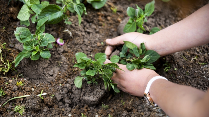 Hướng dẫn trồng cây xanh