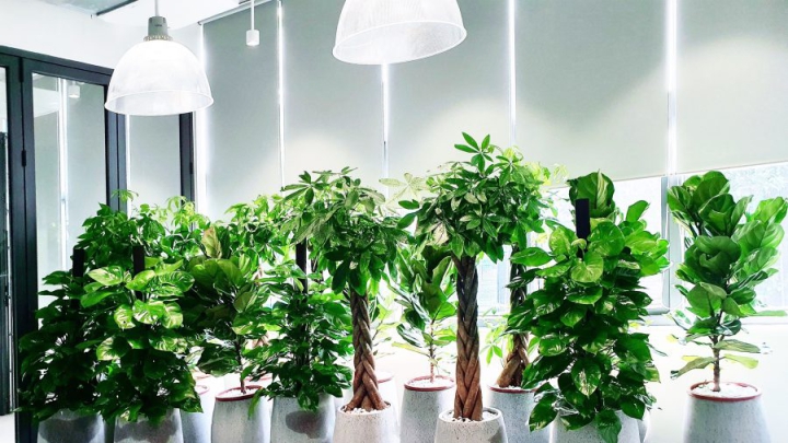 Hướng dẫn trồng cây cảnh, mang tới không gian xanh